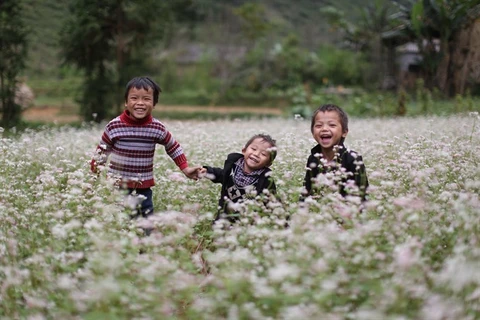 Festival honours buckwheat flowers in Ha Giang