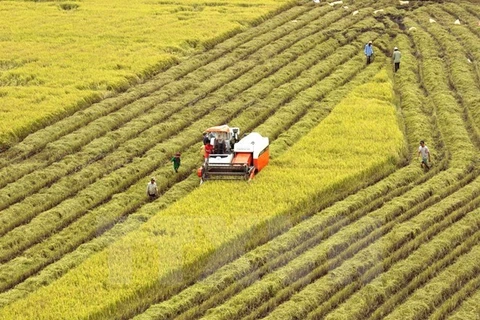 Vietnam acts to ensure food security amidst climate change