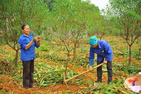 Thousands of Tet peach trees die after severe flooding 