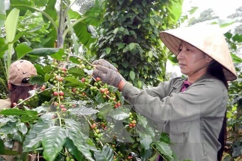 Vietnam to build upscale coffee brand