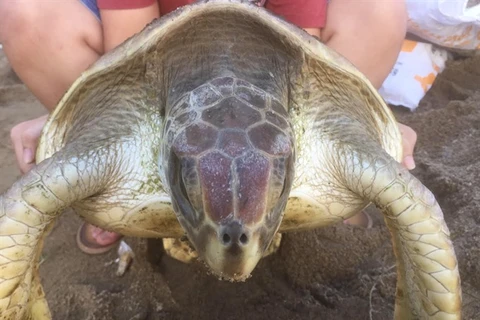  Endangered turtle released into ocean near Hue