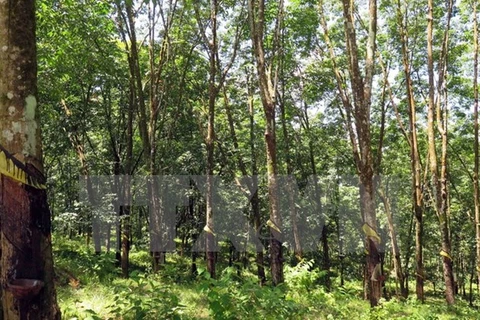 Vietnam records progress in forestry development