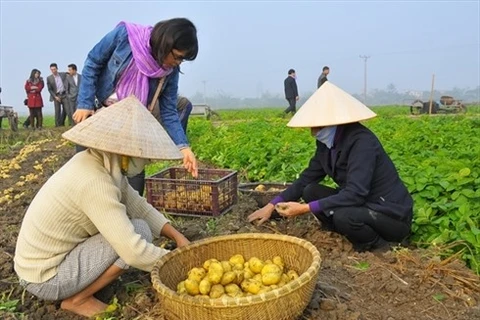  Vietnam yet to sow seeds of low carbon rice