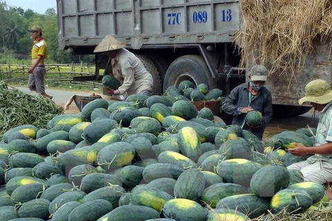 Vietnamese, Chinese firms ink watermelon trade deals 