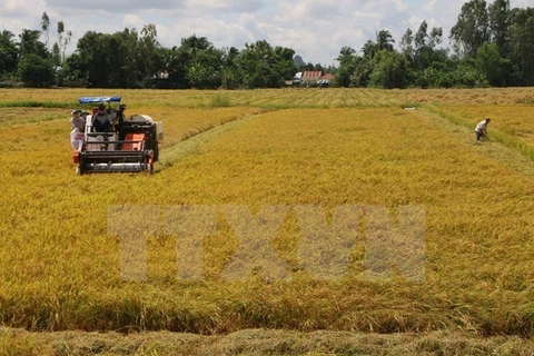 Initiatives to promote sustainable rice production honoured