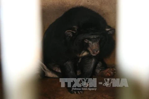 Six Tibetan bears in Binh Duong rescued 