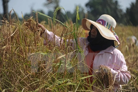 Thai farmers receive support to reduce rice-cultivated areas