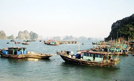 Quang Ninh province loses marine resources