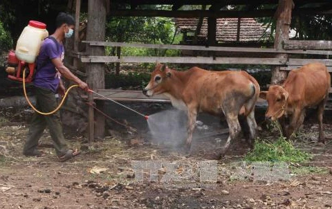 Vietnam to produce foot-and-mouth disease vaccines next year