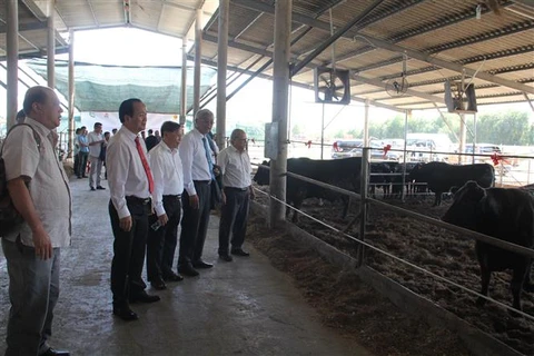 Vietnamese, Japanese firms partner up to produce Wagyu beef