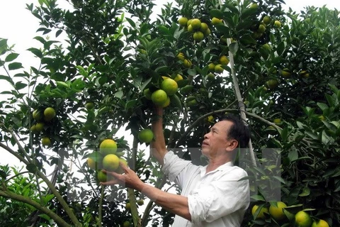 Vinh orange fair opens in Nghe An