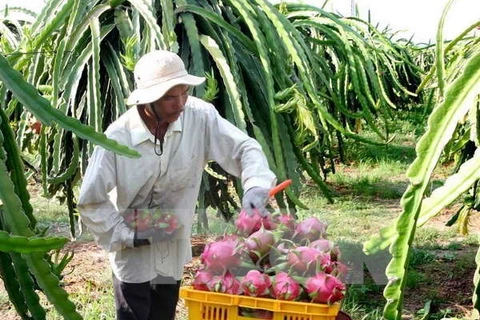 Fruit, veggie exports set record of 3.45 billion USD