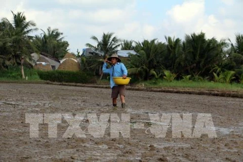 Southern Winter-Spring rice crop area down due to floods