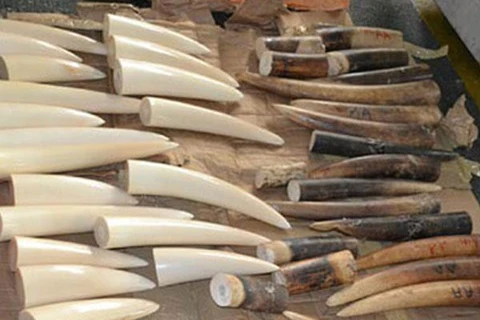 Noi Bai airport customs officers uncover ivory tusk product transport 