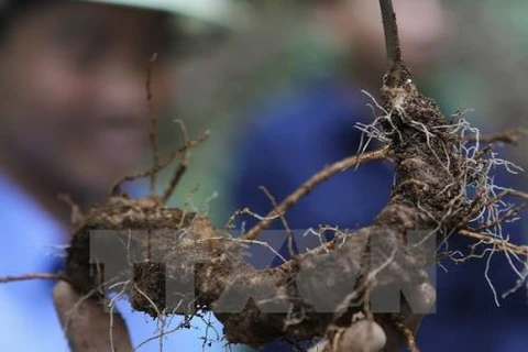 Kon Tum approves project to grow over 4,600ha of Ngoc Linh ginseng