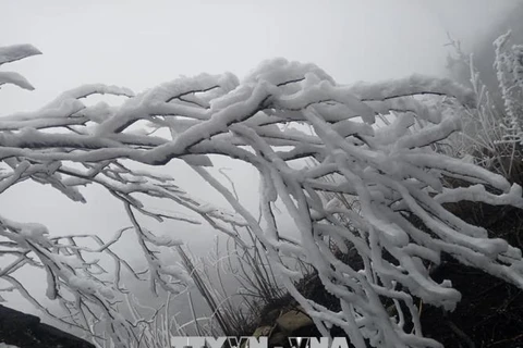 Lao Cai: 30,000 students stay at home due to frost