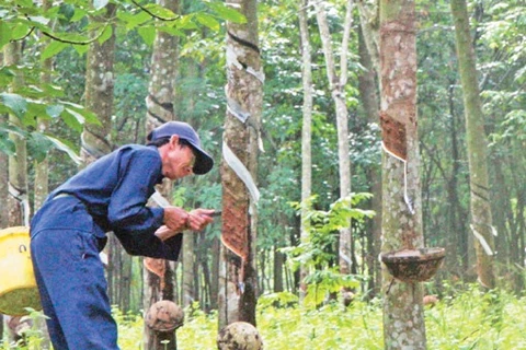 Vietnam Rubber Group to launch IPO in early February 