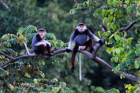 Hotels, resorts threaten rare primates