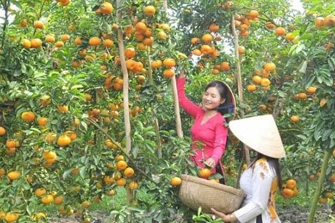Tangerine farms in Dong Thap ready for visitors during Tet