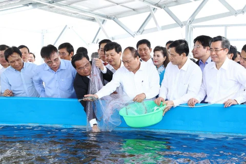 High-tech shrimp farming area constructed in Bac Lieu province