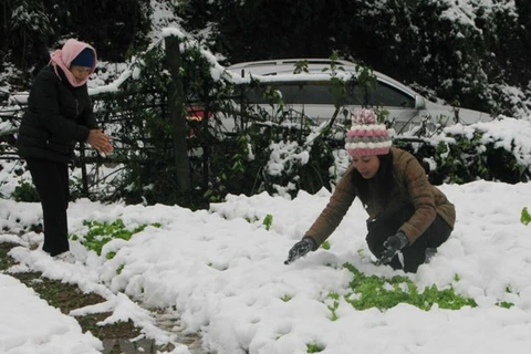 Farmers incur losses due to cold