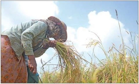 Myanmar to hold rice trade forum