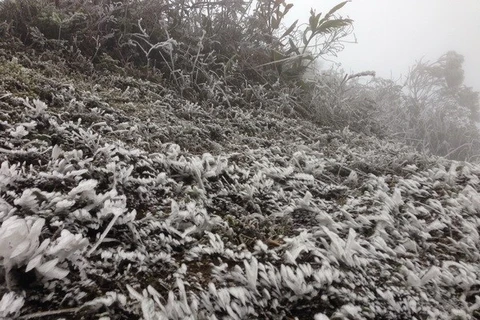 Mu Cang Chai blanketed in ice for third time in one month