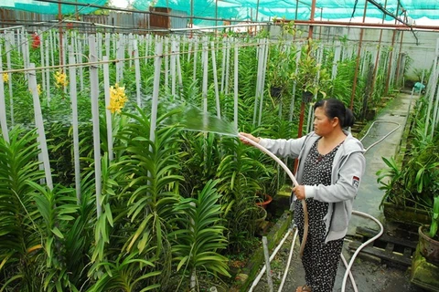 Vinh Long to revamp agriculture
