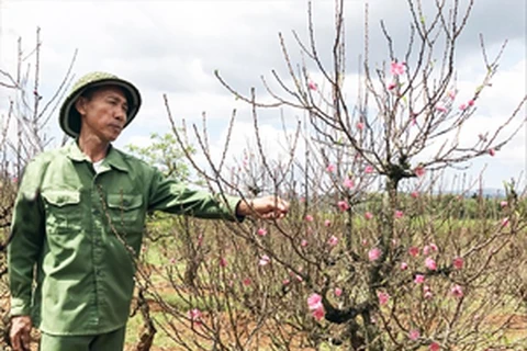 West Lake’s famed peach blossoms on the move