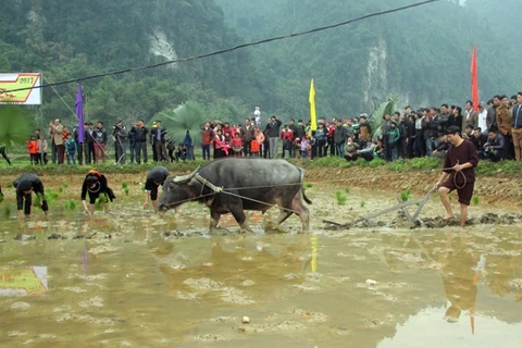 Long Tong, unique farming ritual of the Tay