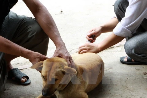 Dog registration still low in Hanoi
