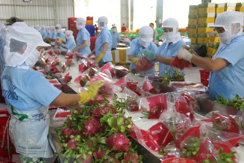 Over 1,500 tonnes of dragon fruits shipped to China via Lao Cai border gate 