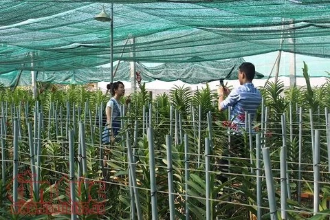 HCM City’s farm production shoots up