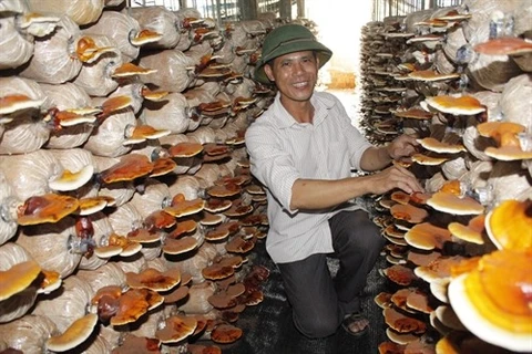 Fungus farm keeps ex-soldier busy