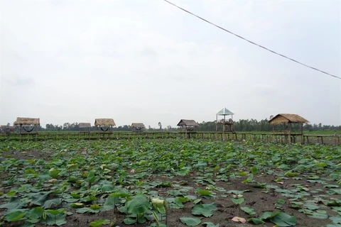 Lotus farm-tourism model faces market hurdles in Mekong
