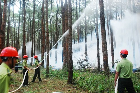 Dak Nong keeps wary eye on forests to prevent dry season fires
