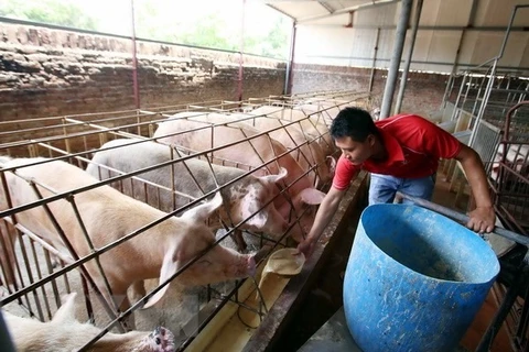 Farmers struggle to treat pig waste