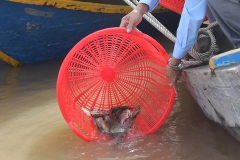 Hanoi: Mass fish release to Red River on Tet festival