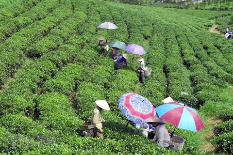 Festival promotes Thai Nguyen’s tea products
