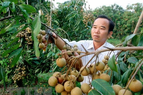 Vietnam may be allowed to ship fresh longans to Australia from 2019