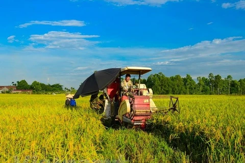 Organic rice project underway in Hai Phong