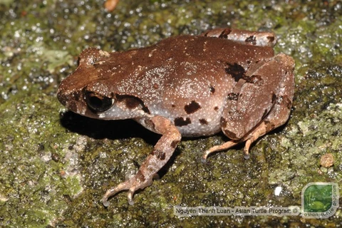 Da Nang: New frog found in Son Tra Nature Reserve