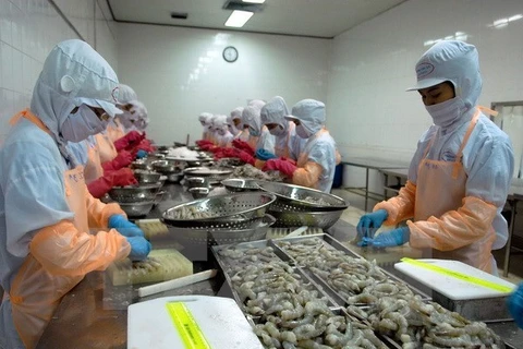 Binh Dinh works on hi-tech shrimp farming to raise export value