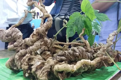 Local firms inject 53mln USD into ginseng projects