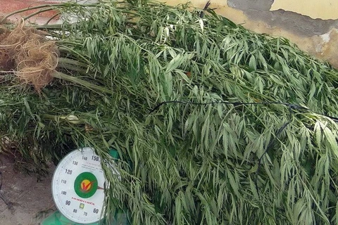 Nearly 7,300 marijuana plants uprooted in Dak Nong