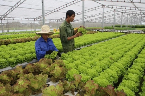 Vietnam exports clean vegetable farming technology to Singapore