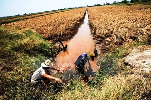 Over 40,000ha of rice to be hurt by saline intrusion in Hau Giang 
