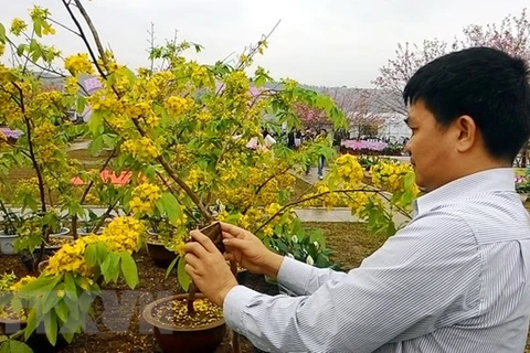 Cherry blossom - yellow ochna flower festival to open in Quang Ninh