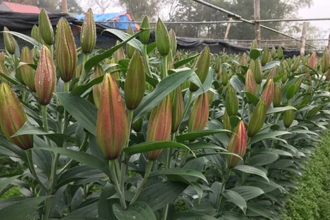 Lao Cai to develop 3.5ha hi-tech farms of lilies, roses