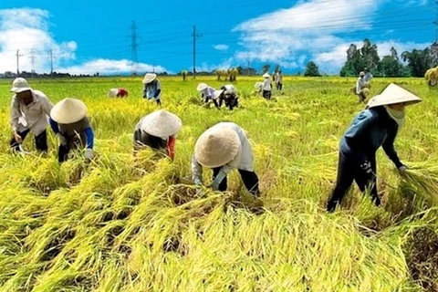 Vietnam, Netherlands to boost agricultural cooperation